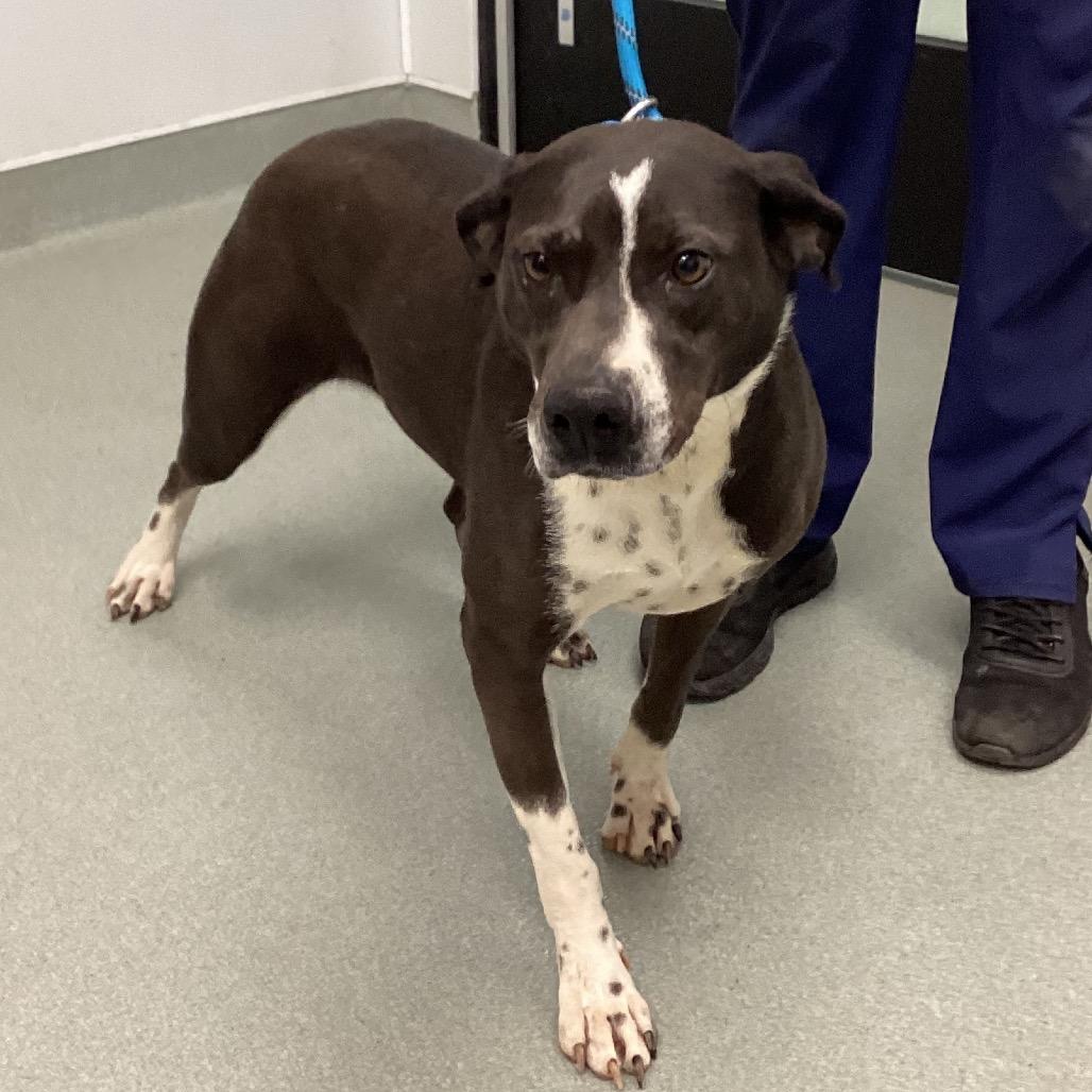 Enlarge Blaire, a Adoptable mixed breed in Abilene, TX image 1/6