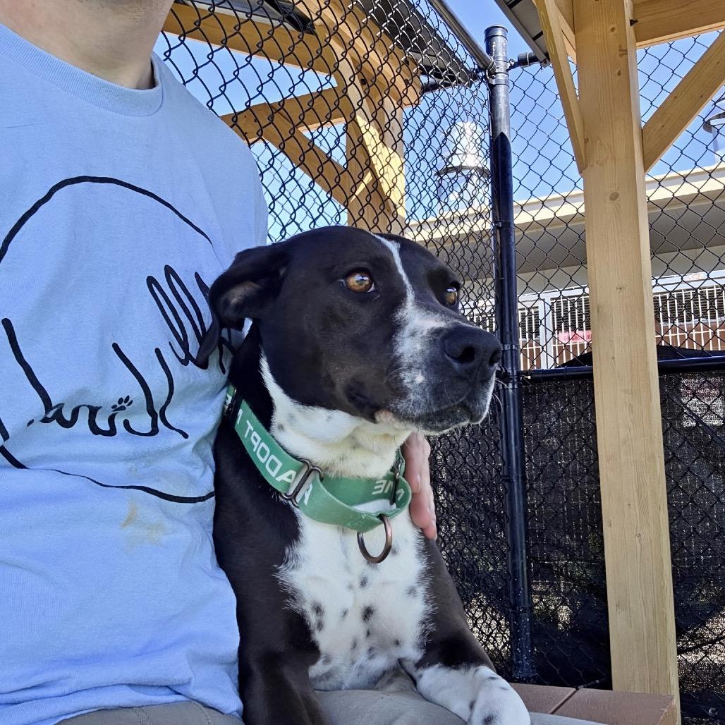 Enlarge Blaire, a Adoptable mixed breed in Abilene, TX image 2/6