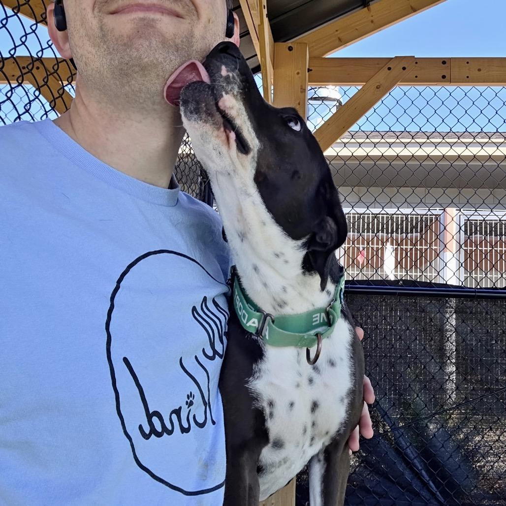 Enlarge Blaire, a Adoptable mixed breed in Abilene, TX image 3/6