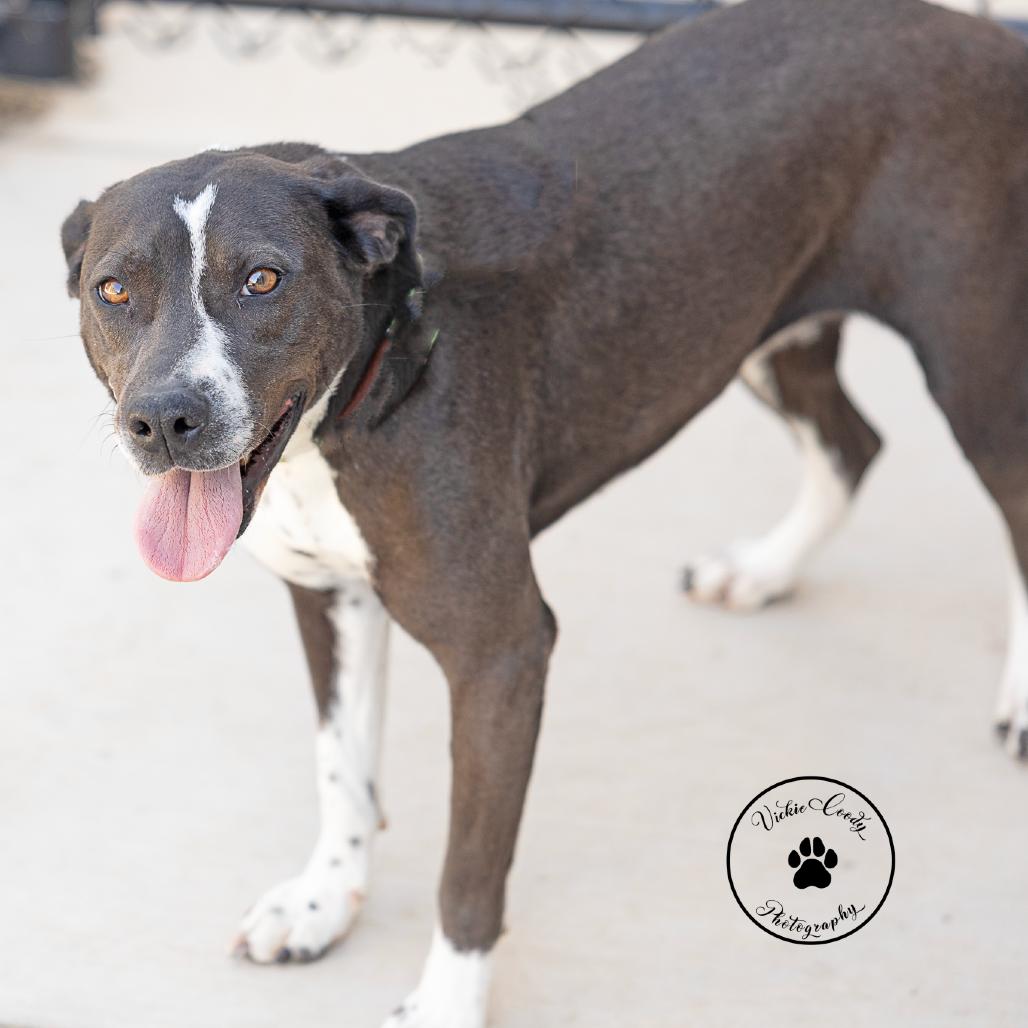 Enlarge Blaire, a Adoptable mixed breed in Abilene, TX image 4/6
