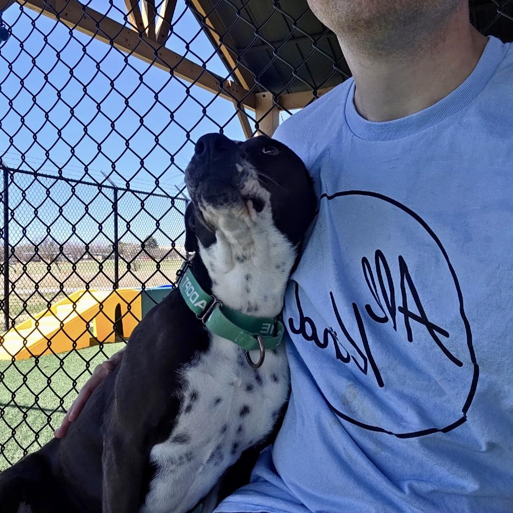 Enlarge Blaire, a Adoptable mixed breed in Abilene, TX image 5/6