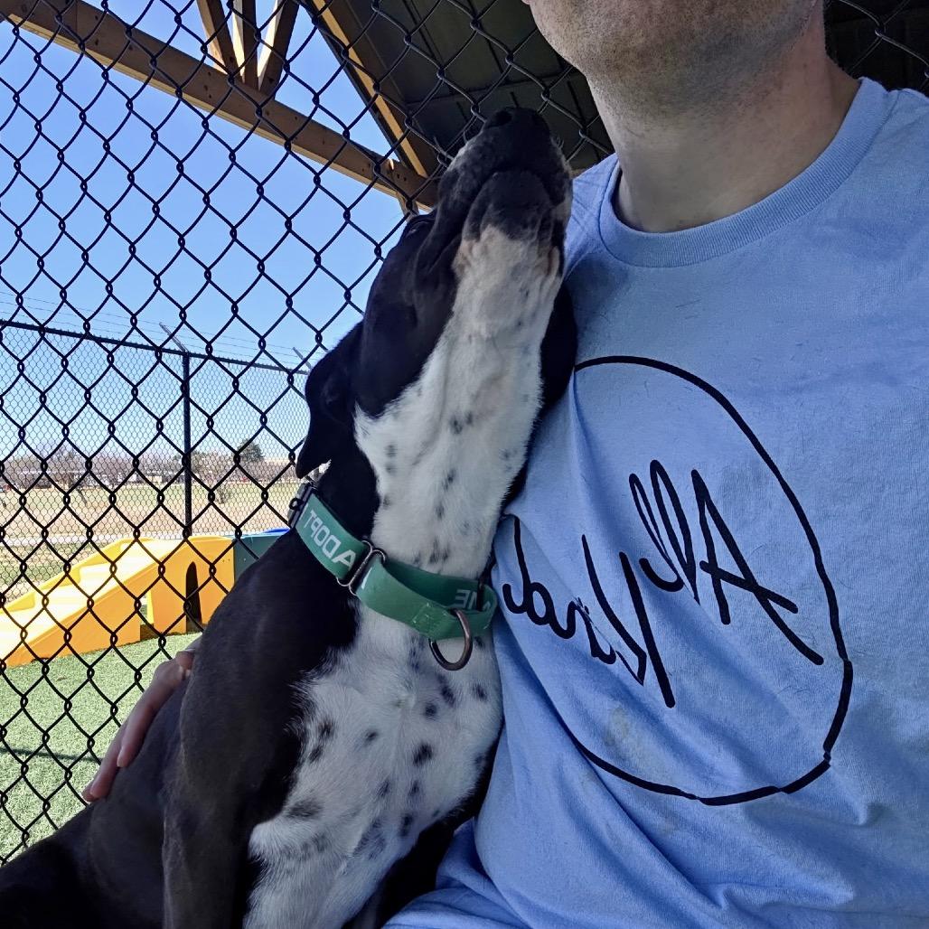 Enlarge Blaire, a Adoptable mixed breed in Abilene, TX image 6/6