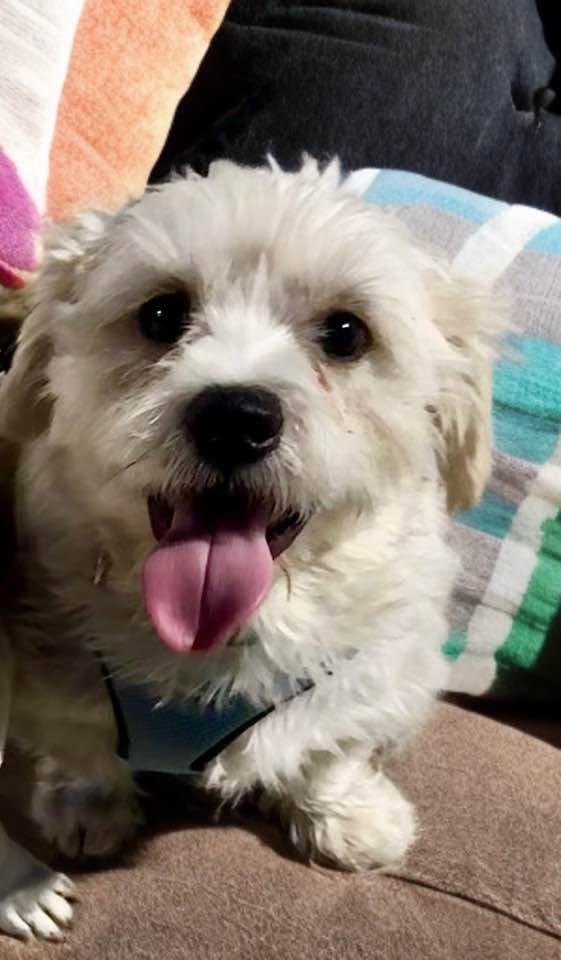 Enlarge Gregory, a ADOPTABLE mixed breed in Las Vegas, NV image 2/3