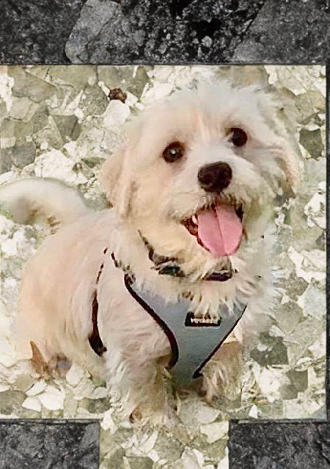 Gregory, ADOPTABLE, Young Male Terrier.