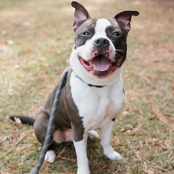 Hamilton, a ADOPTABLE mixed breed in Ayden, NC image 1/2