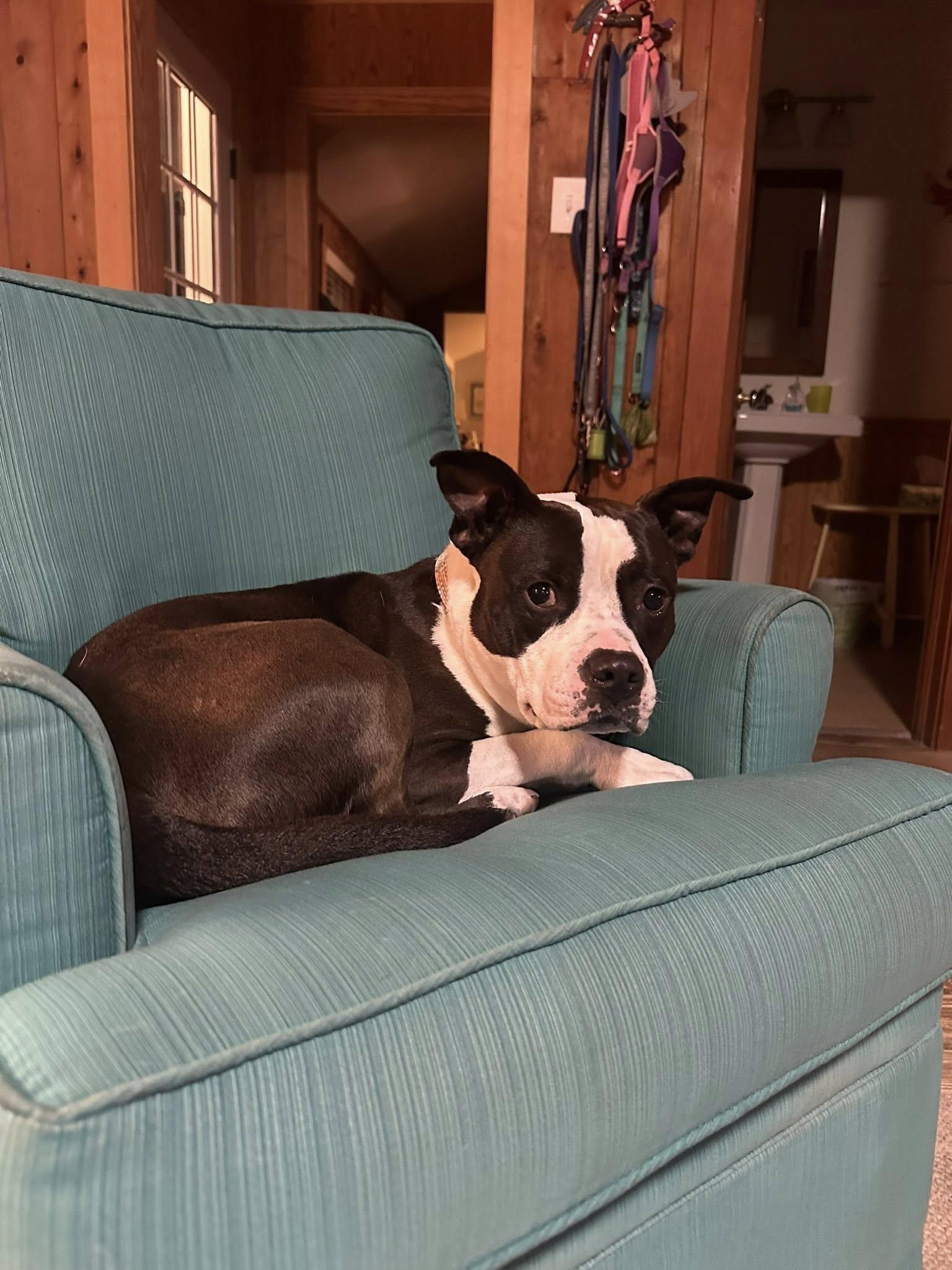 Enlarge Hamilton, a ADOPTABLE mixed breed in Ayden, NC image 4/4