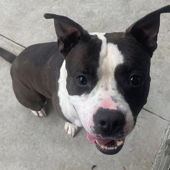 Hamilton, a ADOPTABLE mixed breed in Ayden, NC image 2/2