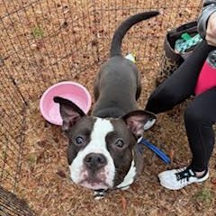 Enlarge Hamilton, a ADOPTABLE mixed breed in Ayden, NC image 3/3