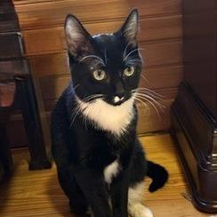 Melody, Adoptable, Young Female Domestic Short Hair.