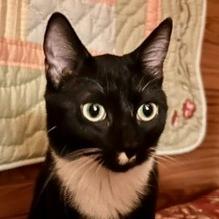 Enlarge Melody, a Adoptable Domestic Short Hair in Delta, AL image 2/3