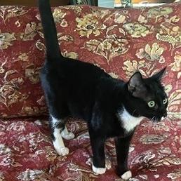 Enlarge Melody, a Adoptable Domestic Short Hair in Delta, AL image 3/3