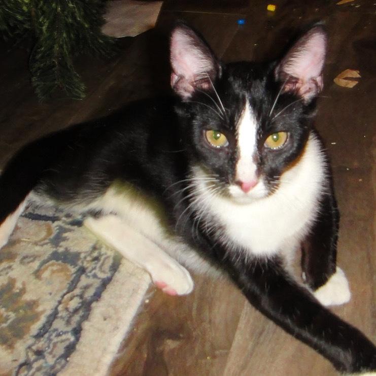 Enlarge Elvis, a Adoptable Domestic Short Hair in los angeles, CA image 1/1