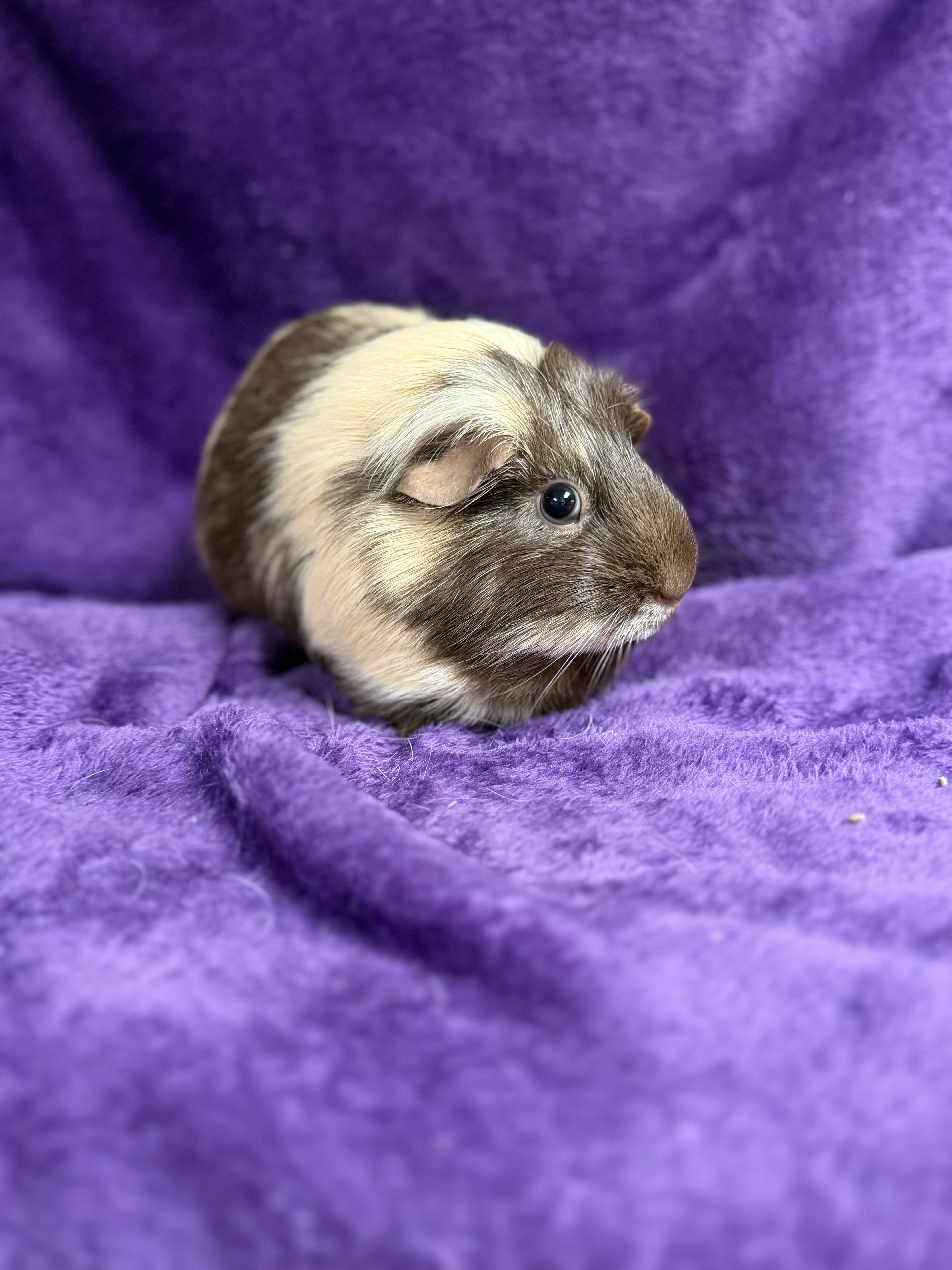 Espresso: sponsored!!