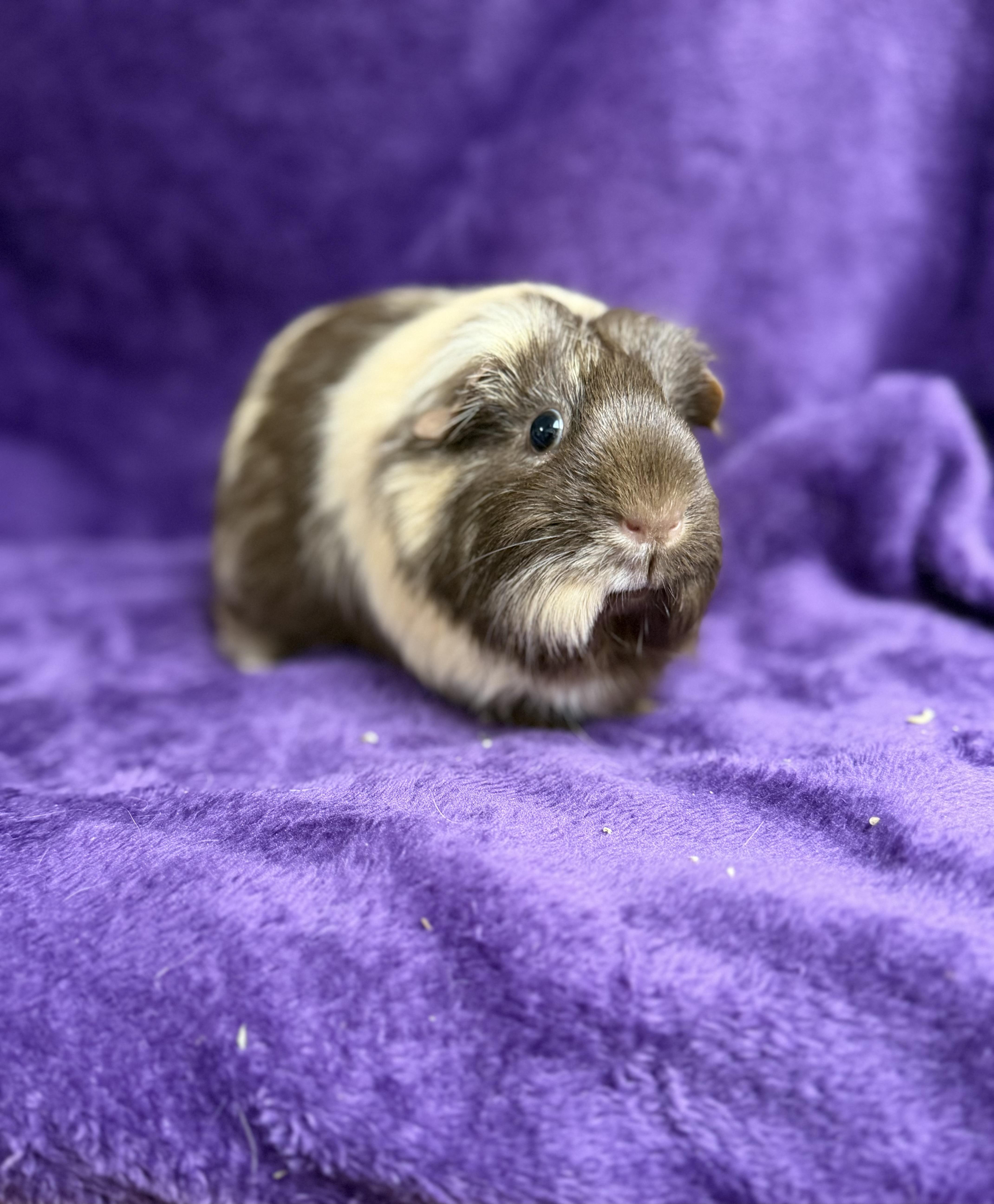 Espresso: sponsored!!