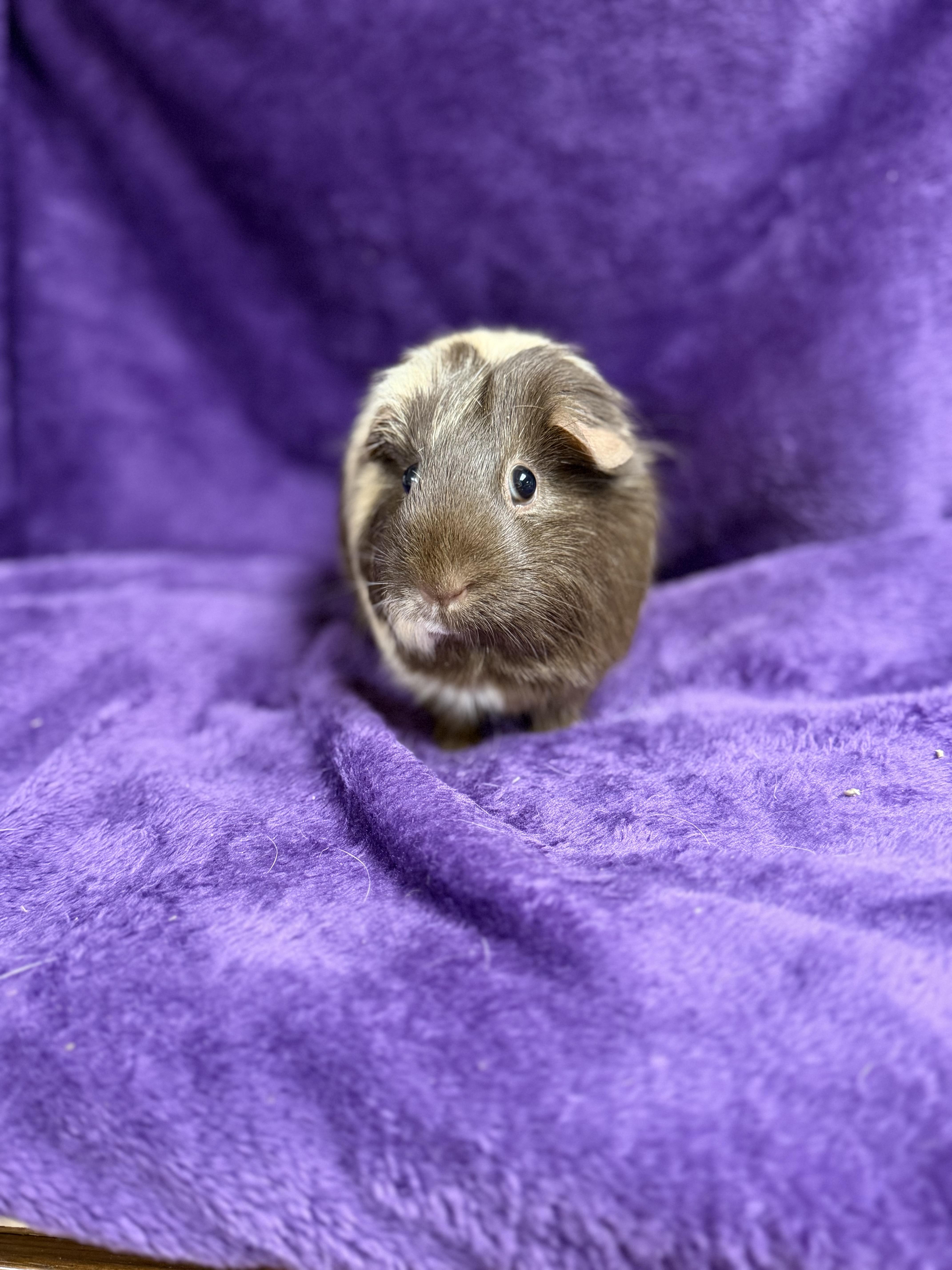 Espresso: sponsored!!