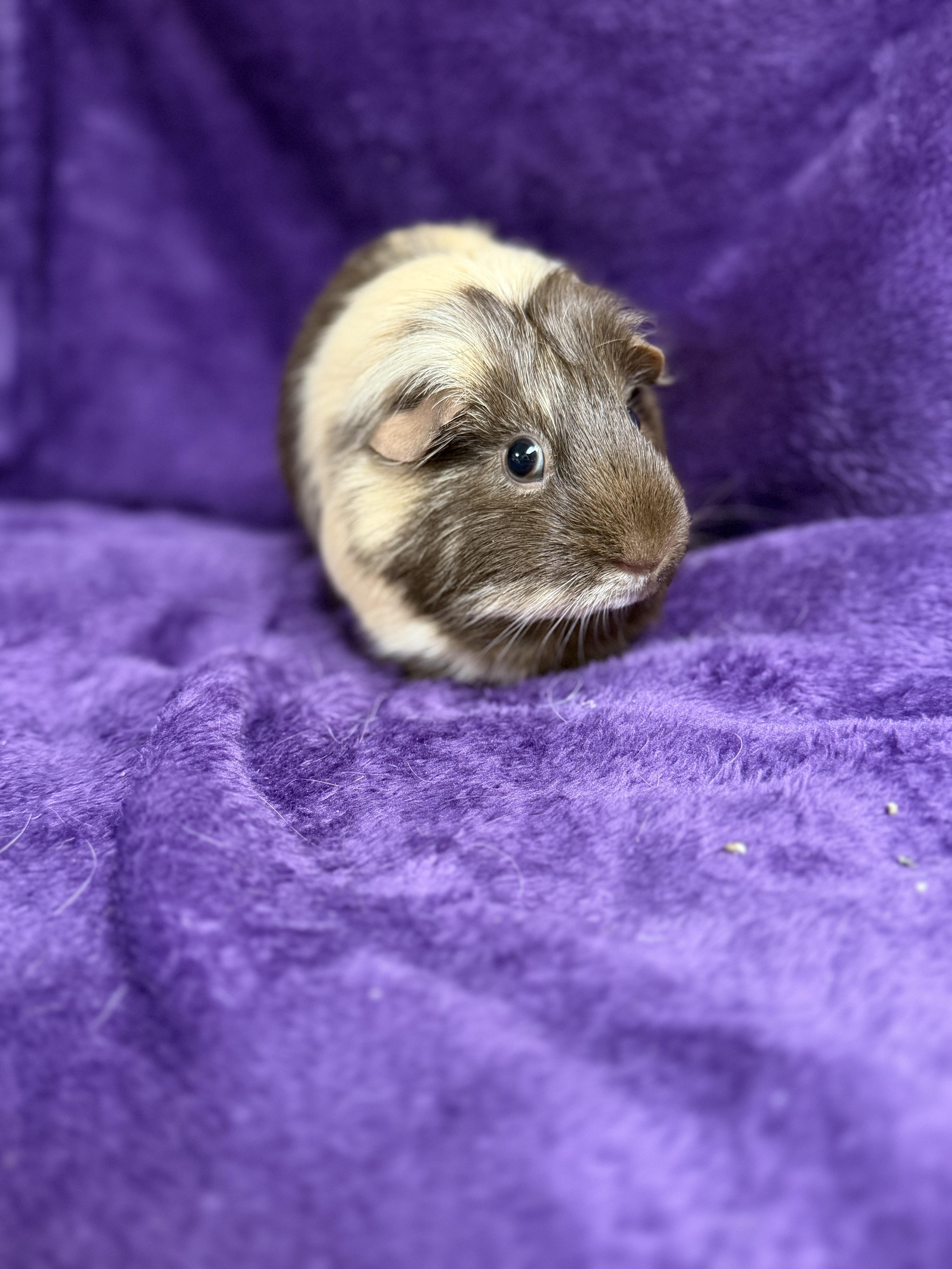 Espresso: sponsored!!