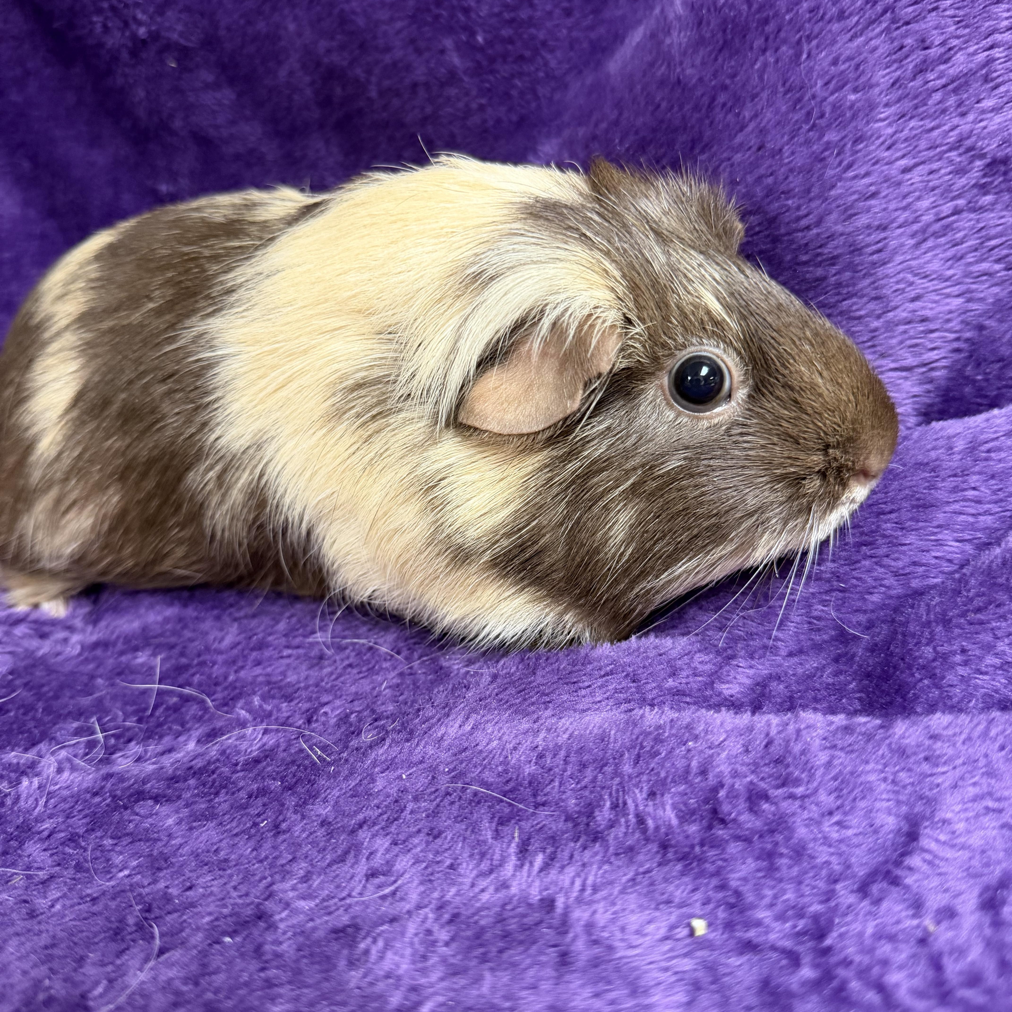 Espresso: sponsored!!