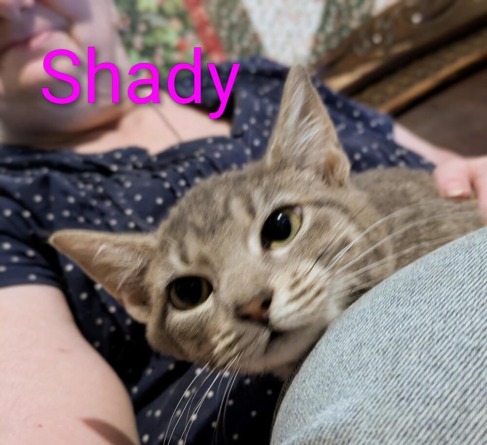 Gaylenes : Shady, a Adoptable mixed breed in Aurora, IN image 2/2