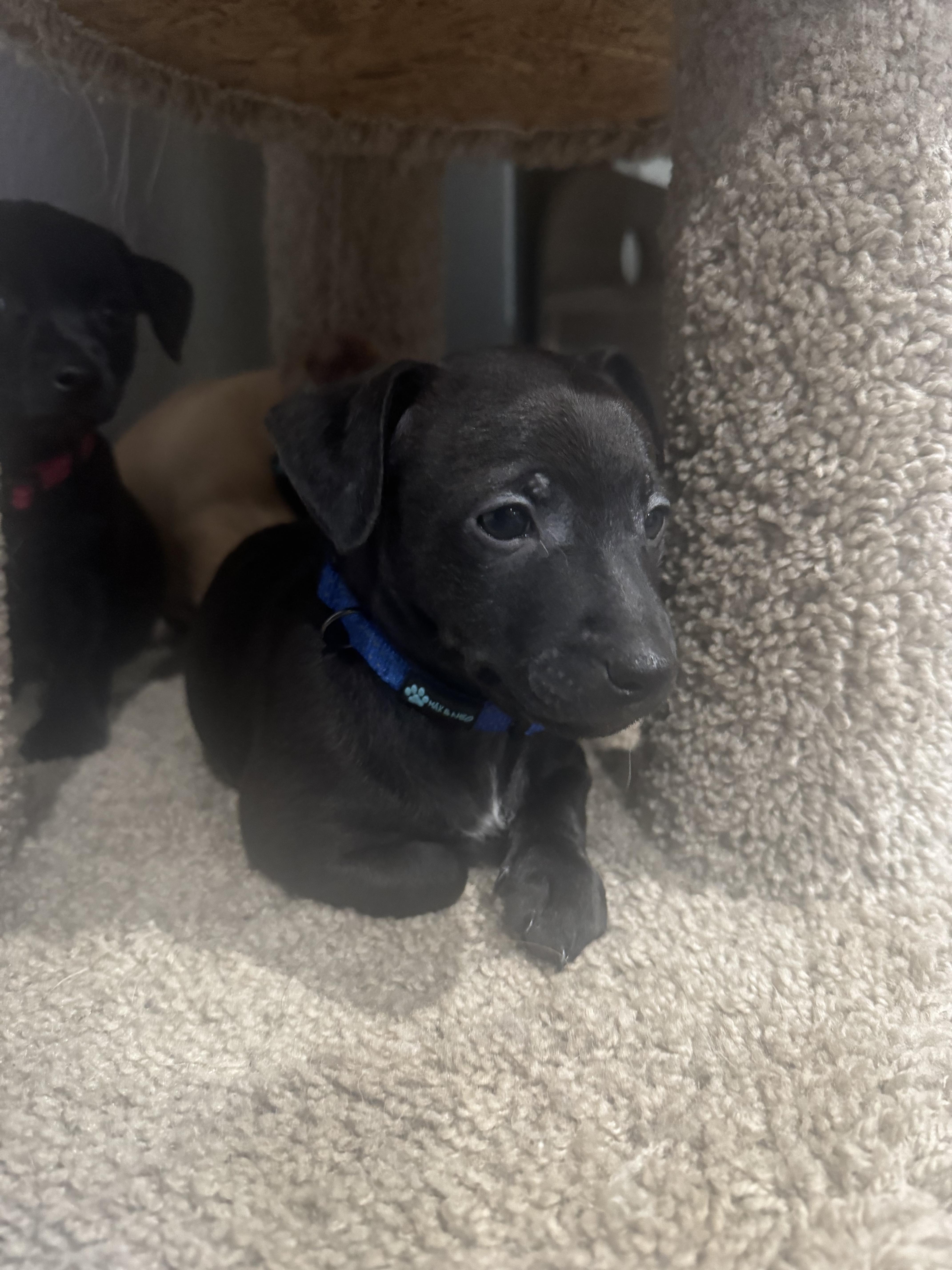 Enlarge Chiweenie pups, a ADOPTABLE mixed breed in Lincoln, CA image 2/5