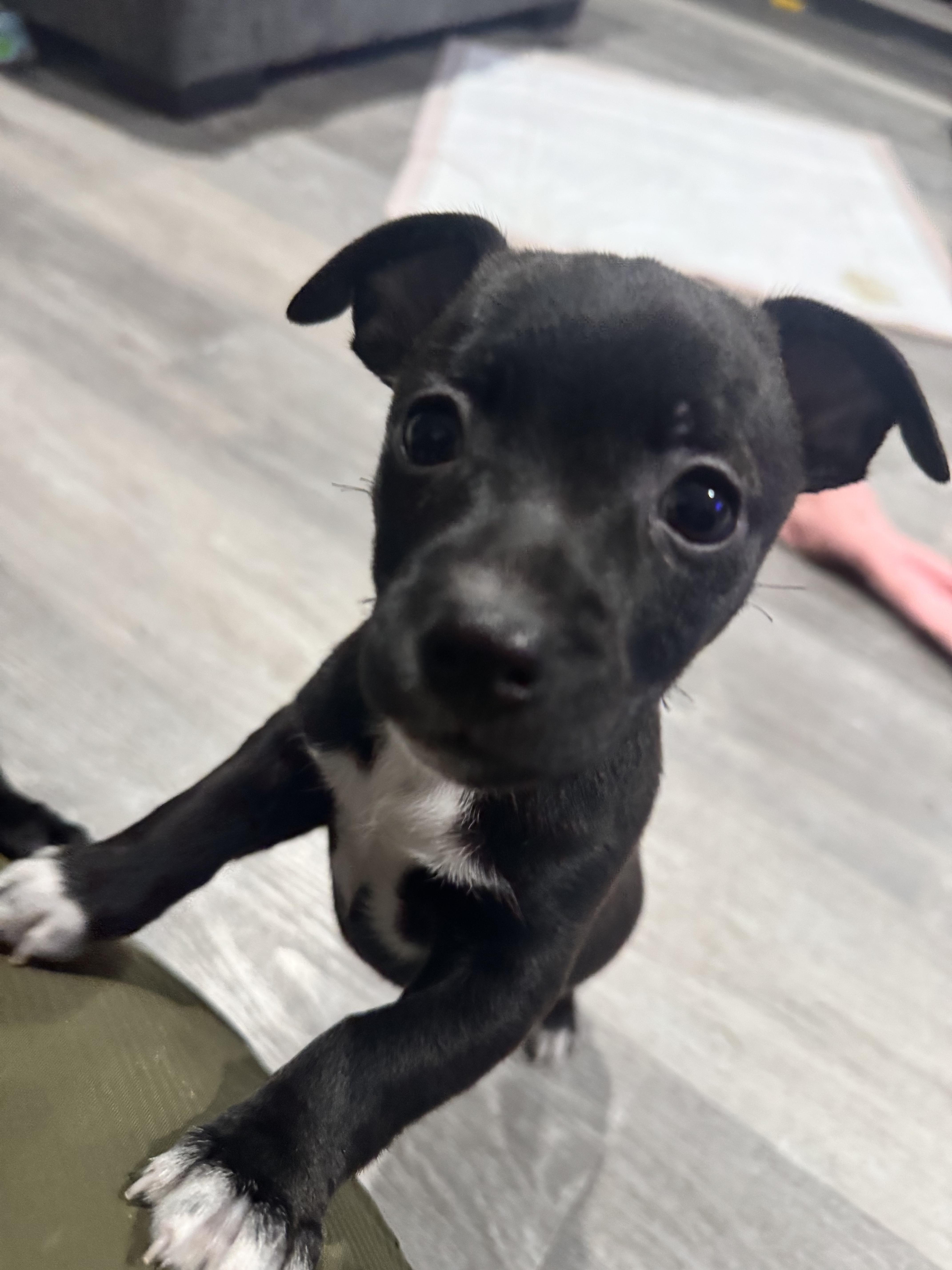 Enlarge Chiweenie pups, a ADOPTABLE mixed breed in Lincoln, CA image 3/5