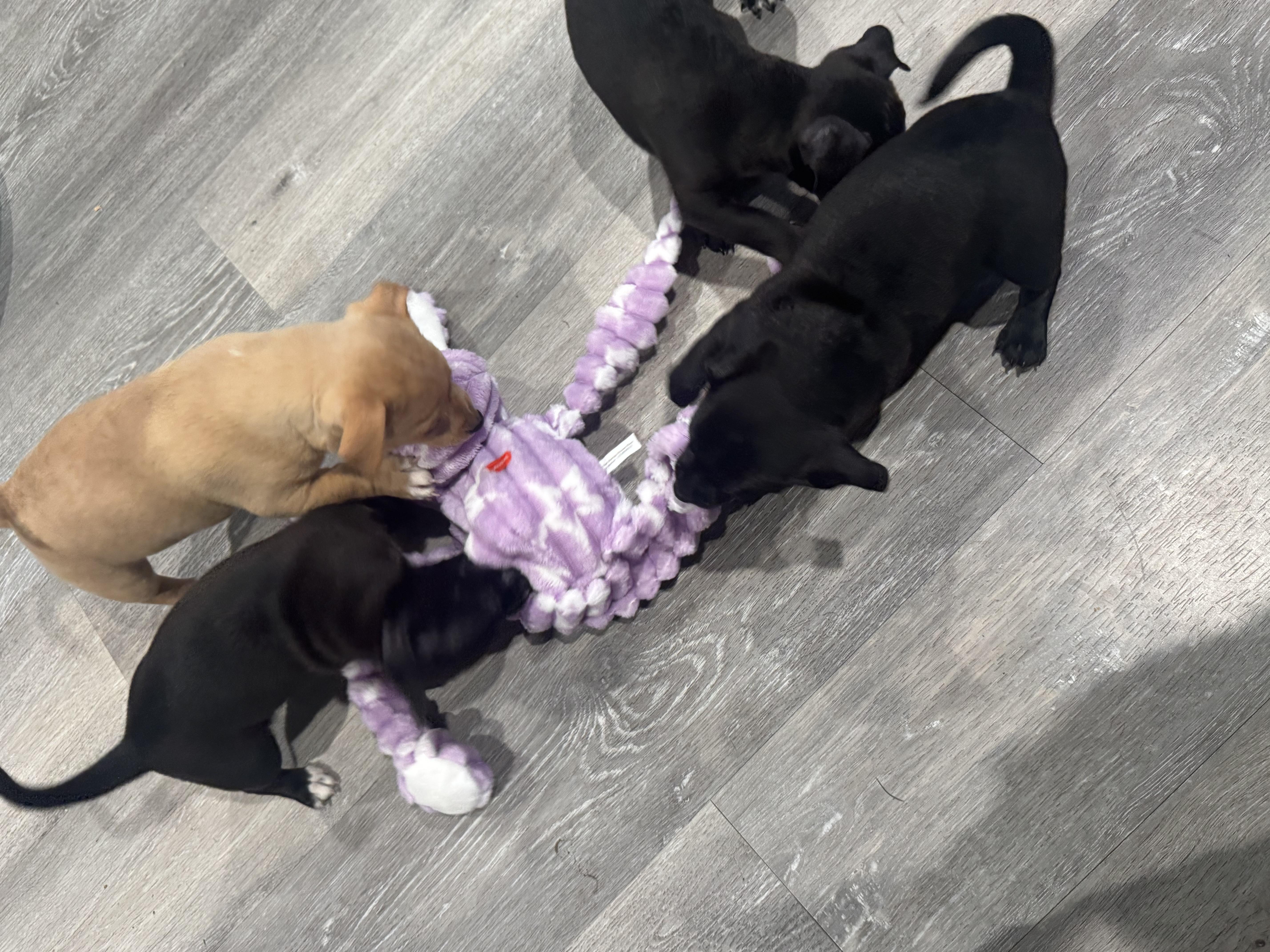 Enlarge Chiweenie pups, a ADOPTABLE mixed breed in Lincoln, CA image 4/5
