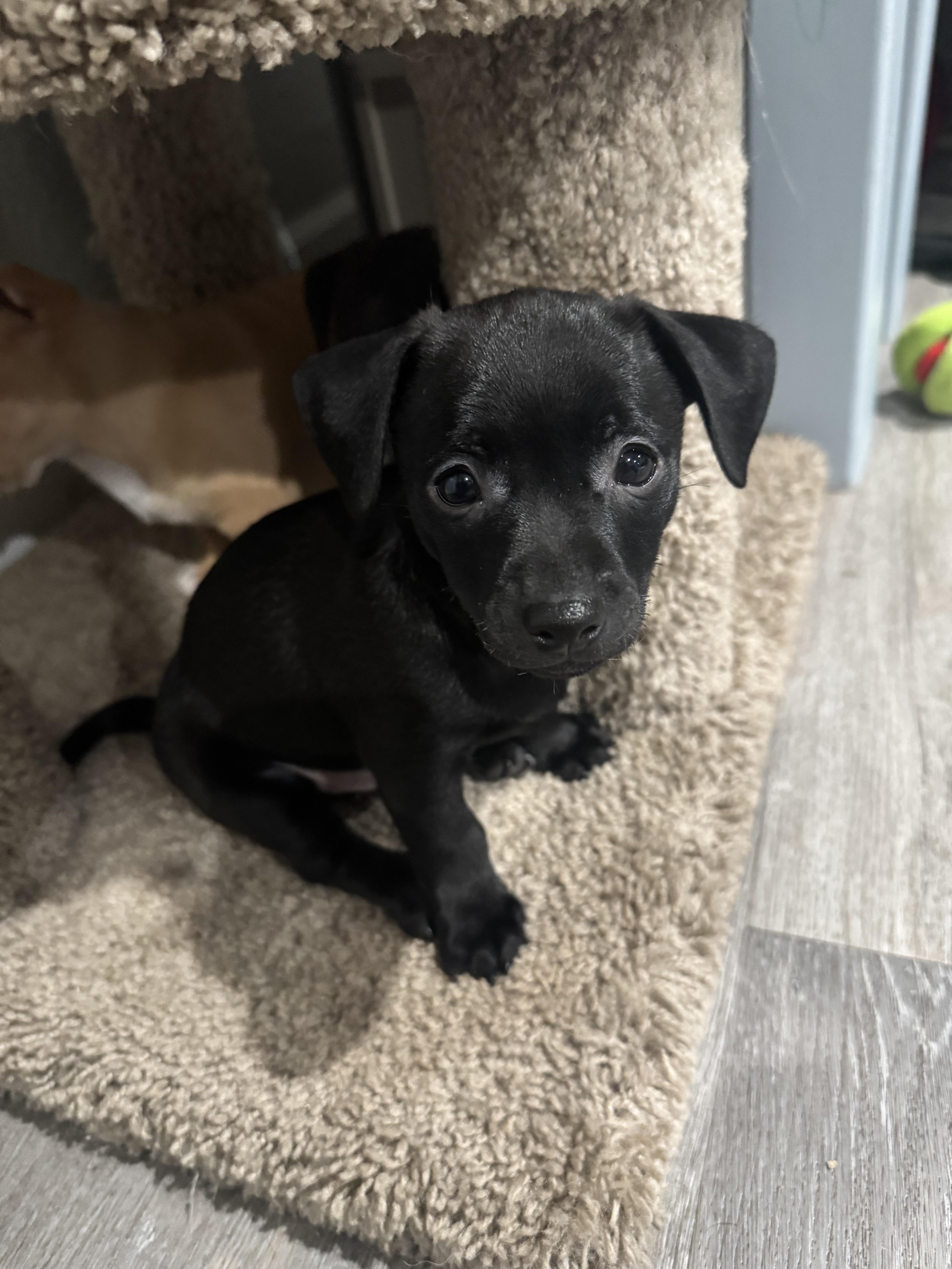 Enlarge Chiweenie pups, a ADOPTABLE mixed breed in Lincoln, CA image 5/5