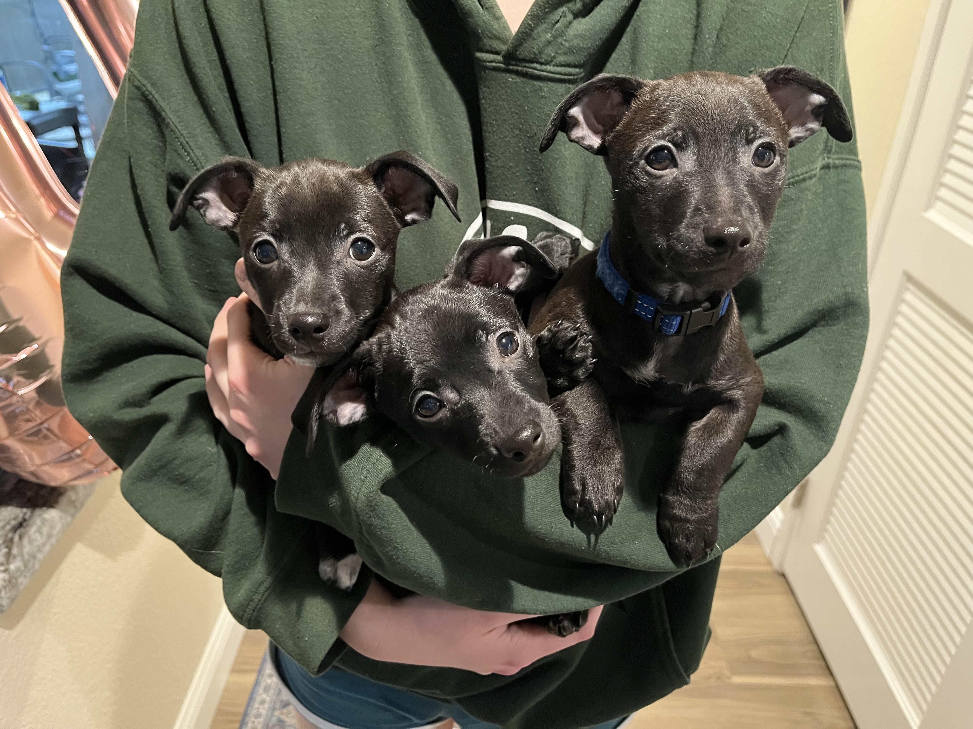 Chiweenie pups, ADOPTABLE, Puppy Male Dachshund & Chihuahua.