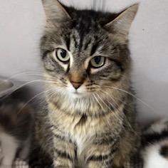 Pip, Adoptable, Adult Female Domestic Medium Hair.