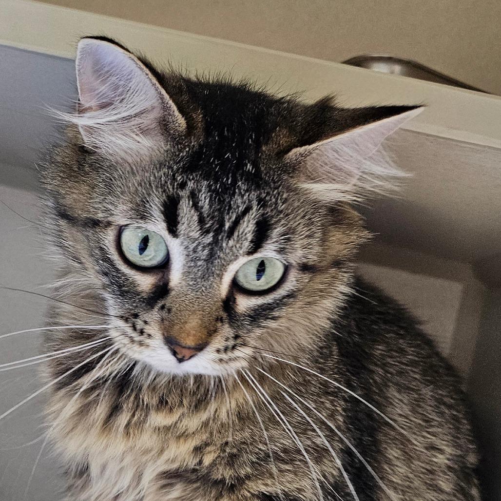 Enlarge Pip, a Adoptable Domestic Medium Hair in Grinnell, IA image 2/4