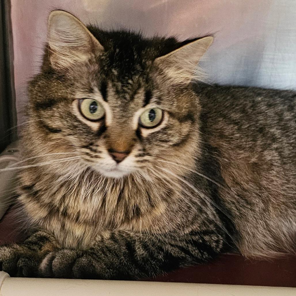 Enlarge Pip, a Adoptable Domestic Medium Hair in Grinnell, IA image 3/4