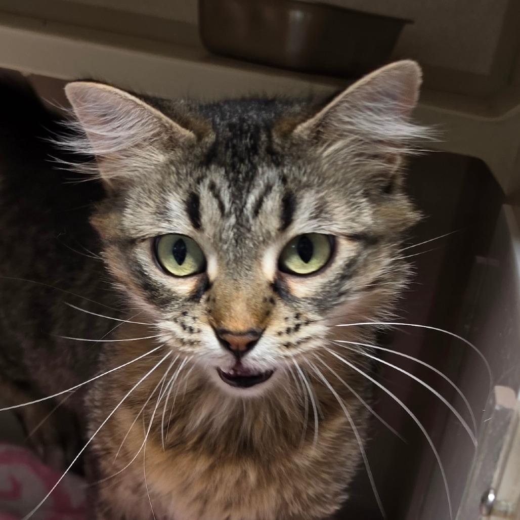 Enlarge Pip, a Adoptable Domestic Medium Hair in Grinnell, IA image 4/4
