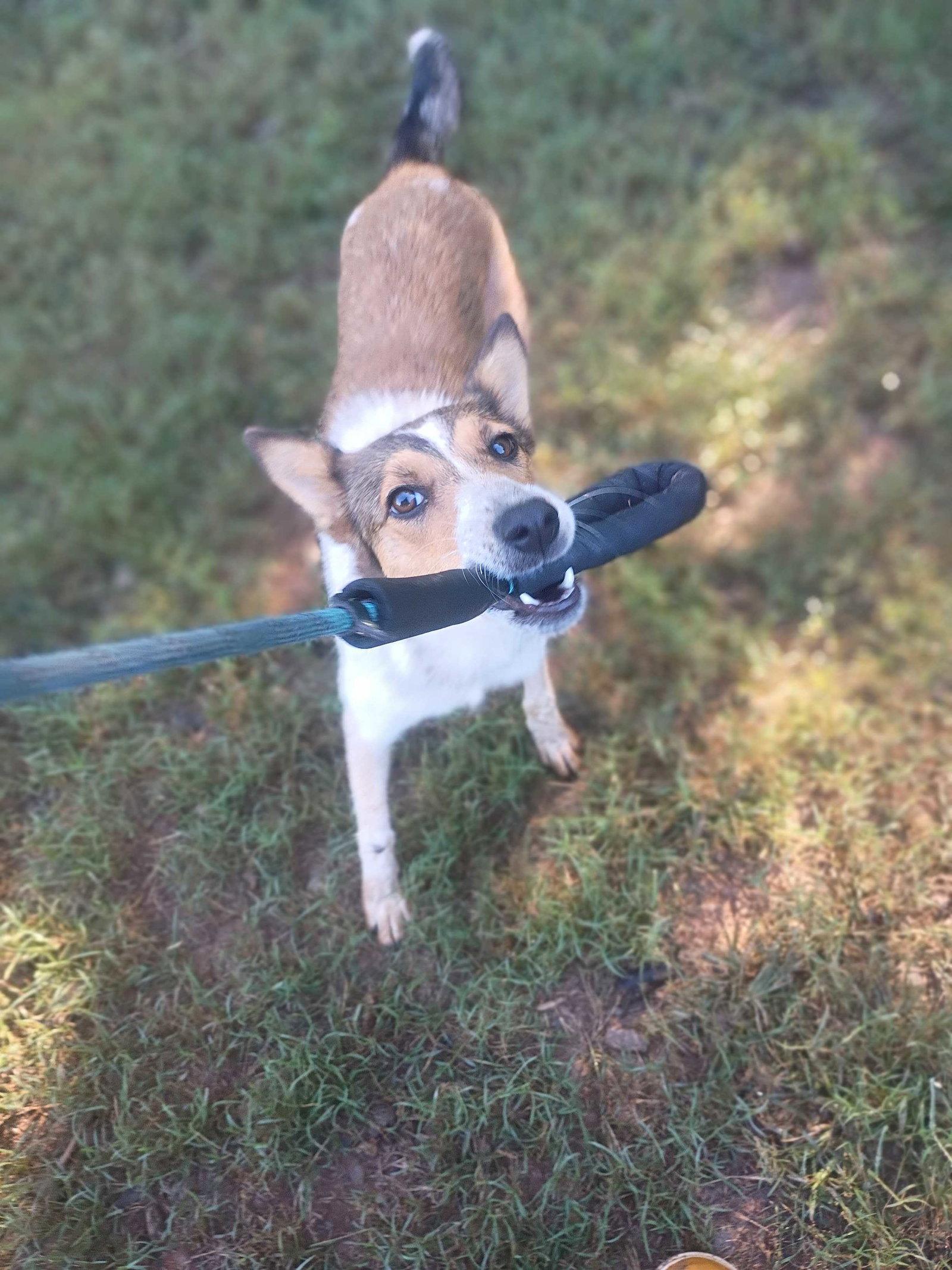 Enlarge Paprika Sep 26, a Adoptable Collie in Pacolet, SC image 1/3