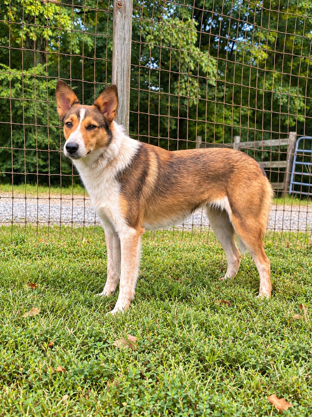 Enlarge Paprika Sep 26, a Adoptable Collie in Pacolet, SC image 2/3