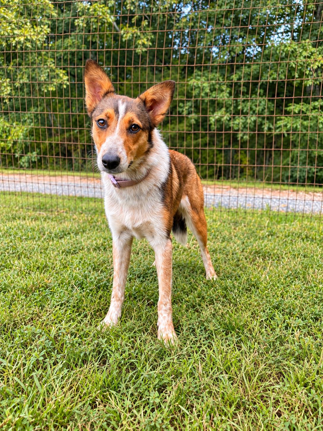 Enlarge Paprika Sep 26, a Adoptable Collie in Pacolet, SC image 3/3