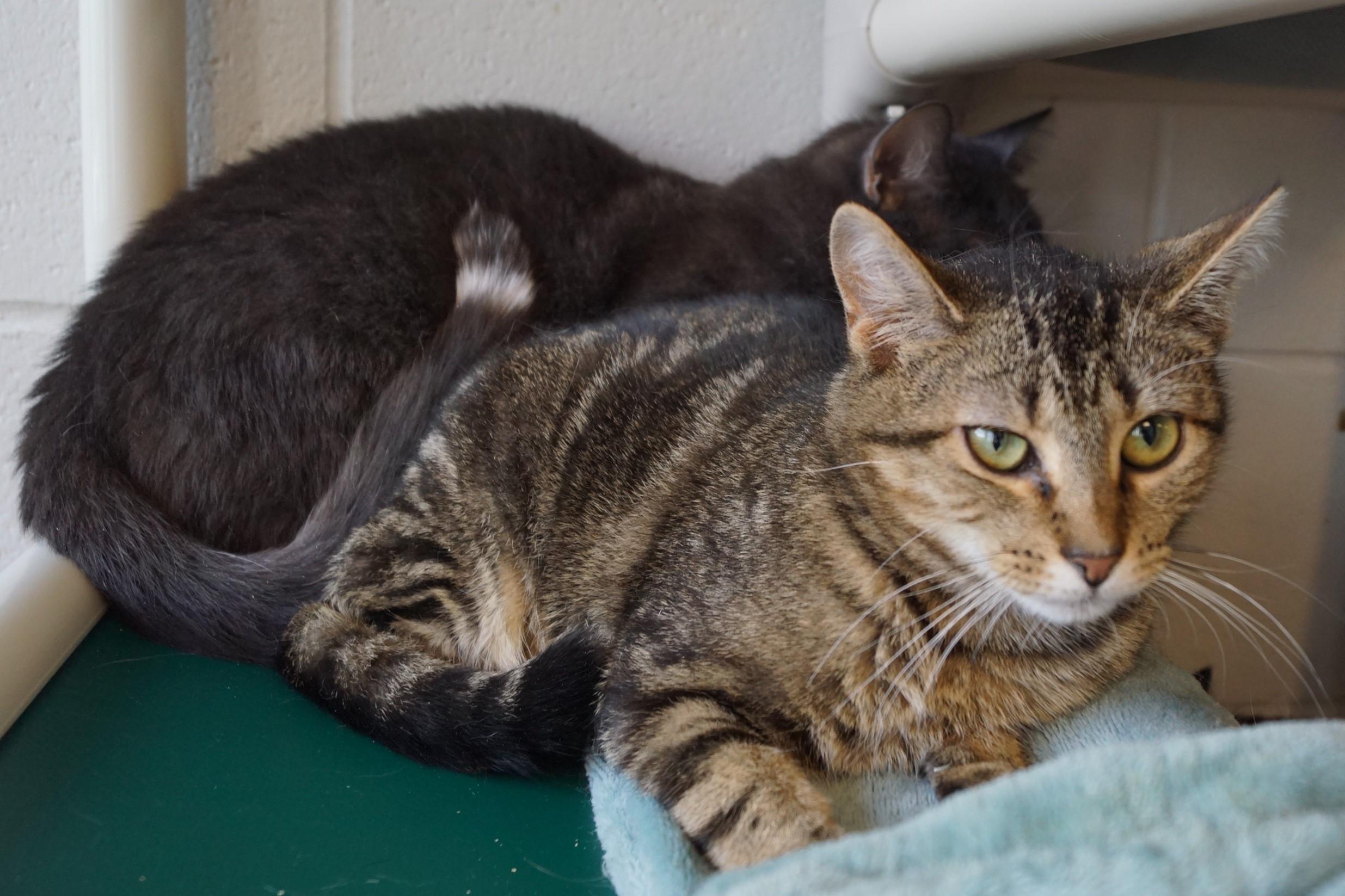 Enoki-Loves Cats! photo 4
