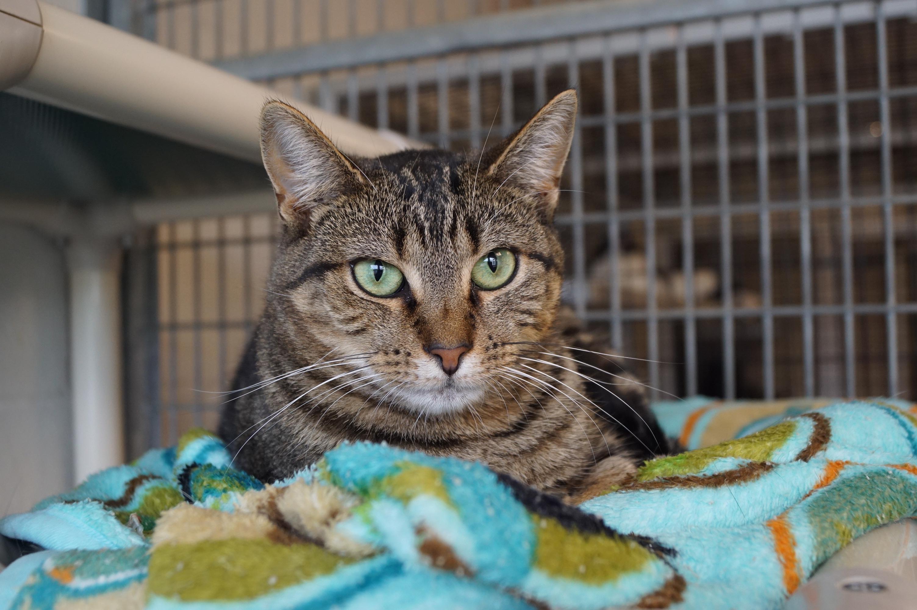 Enlarge Enoki-Loves Cats!, a Adoptable Tabby in New Milford, CT image 2/6