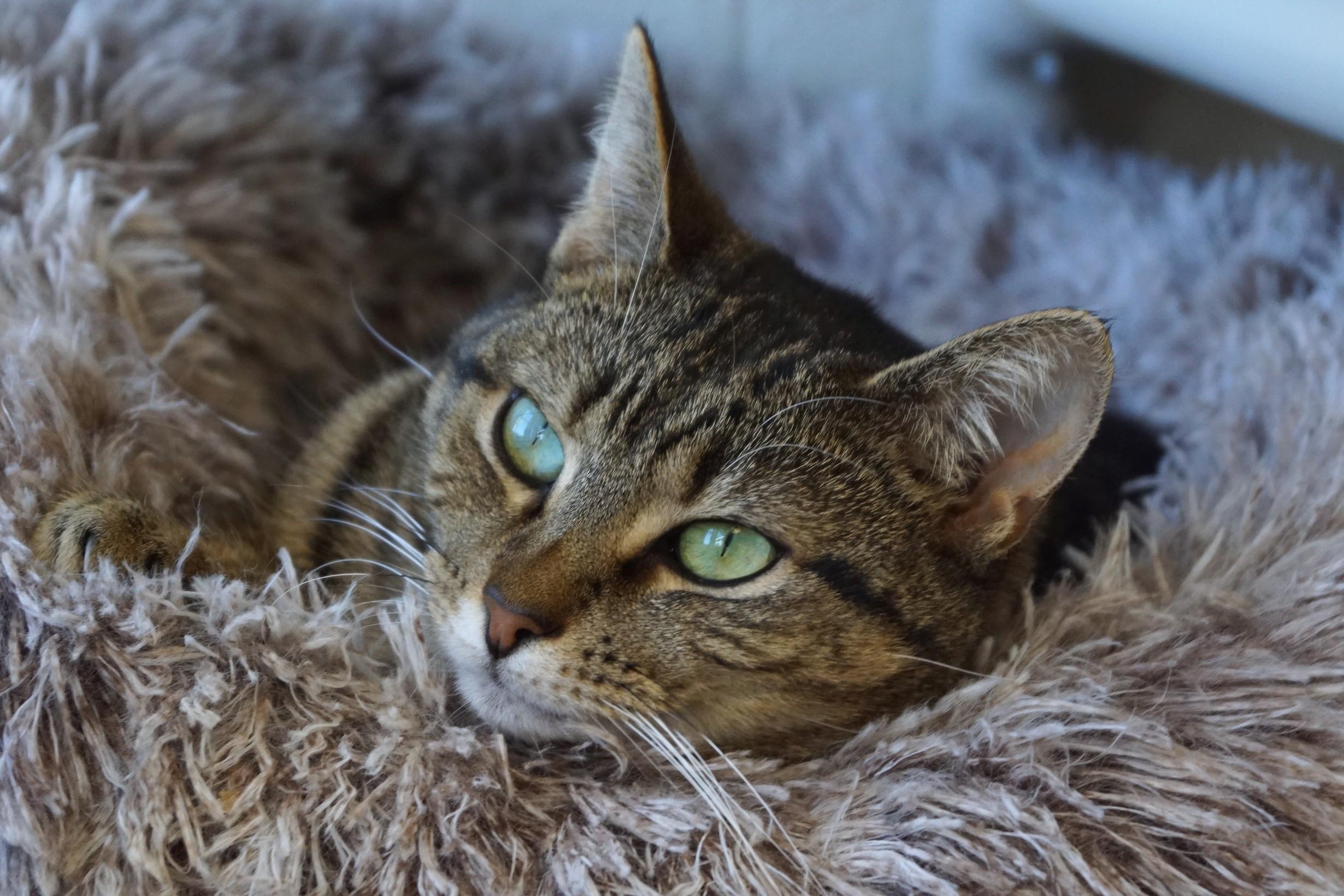 Enoki-Loves Cats!, Adoptable, Adult Female Tabby.