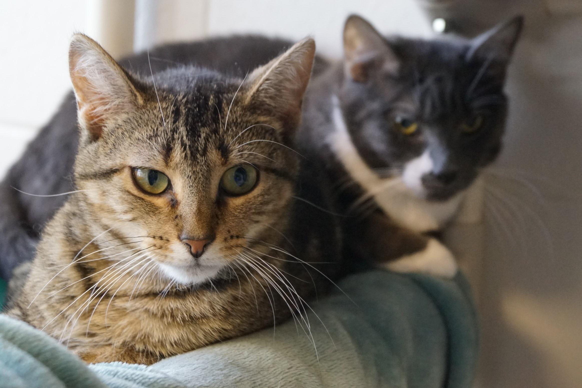Enoki-Loves Cats! photo 2