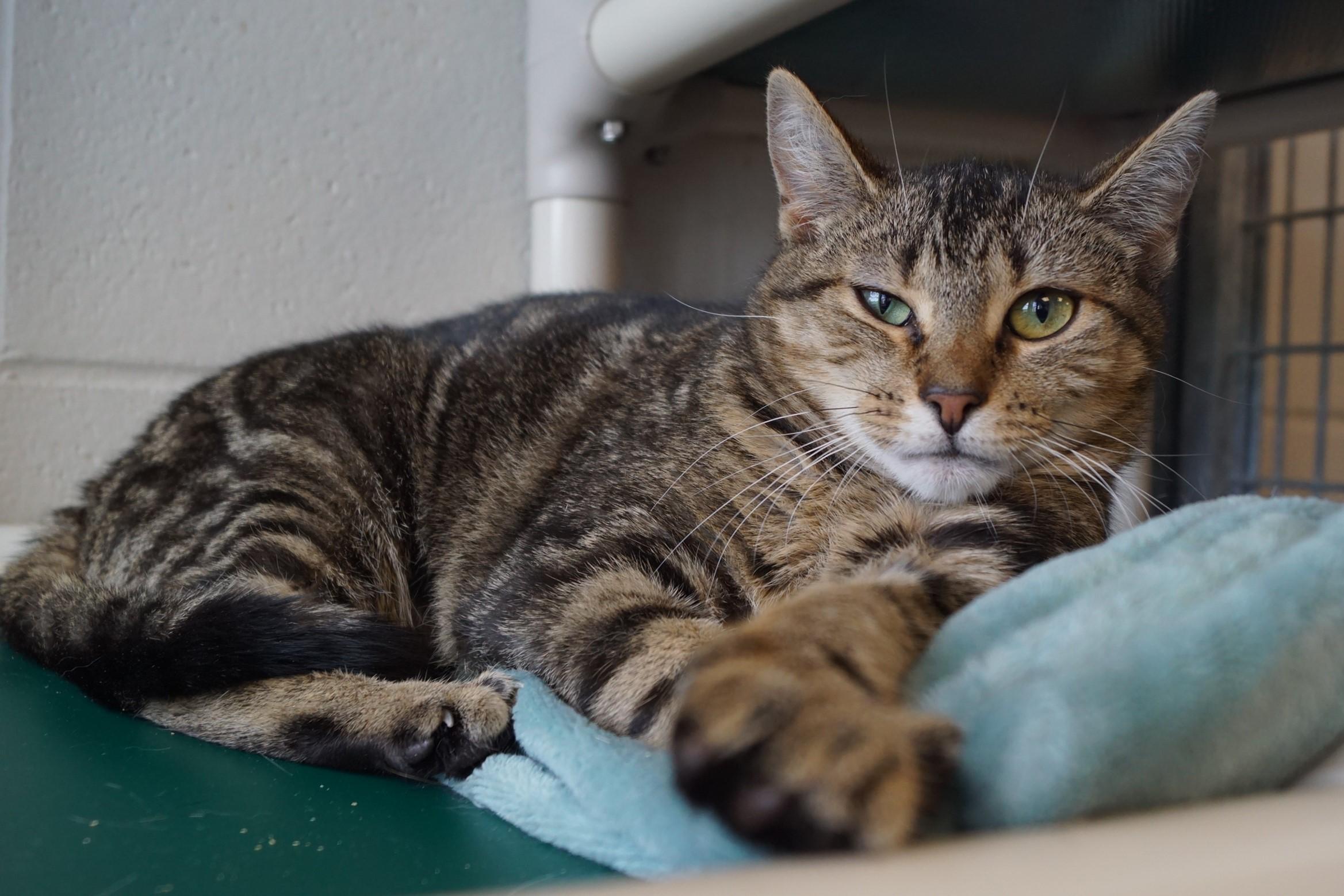 Enoki-Loves Cats! photo 3