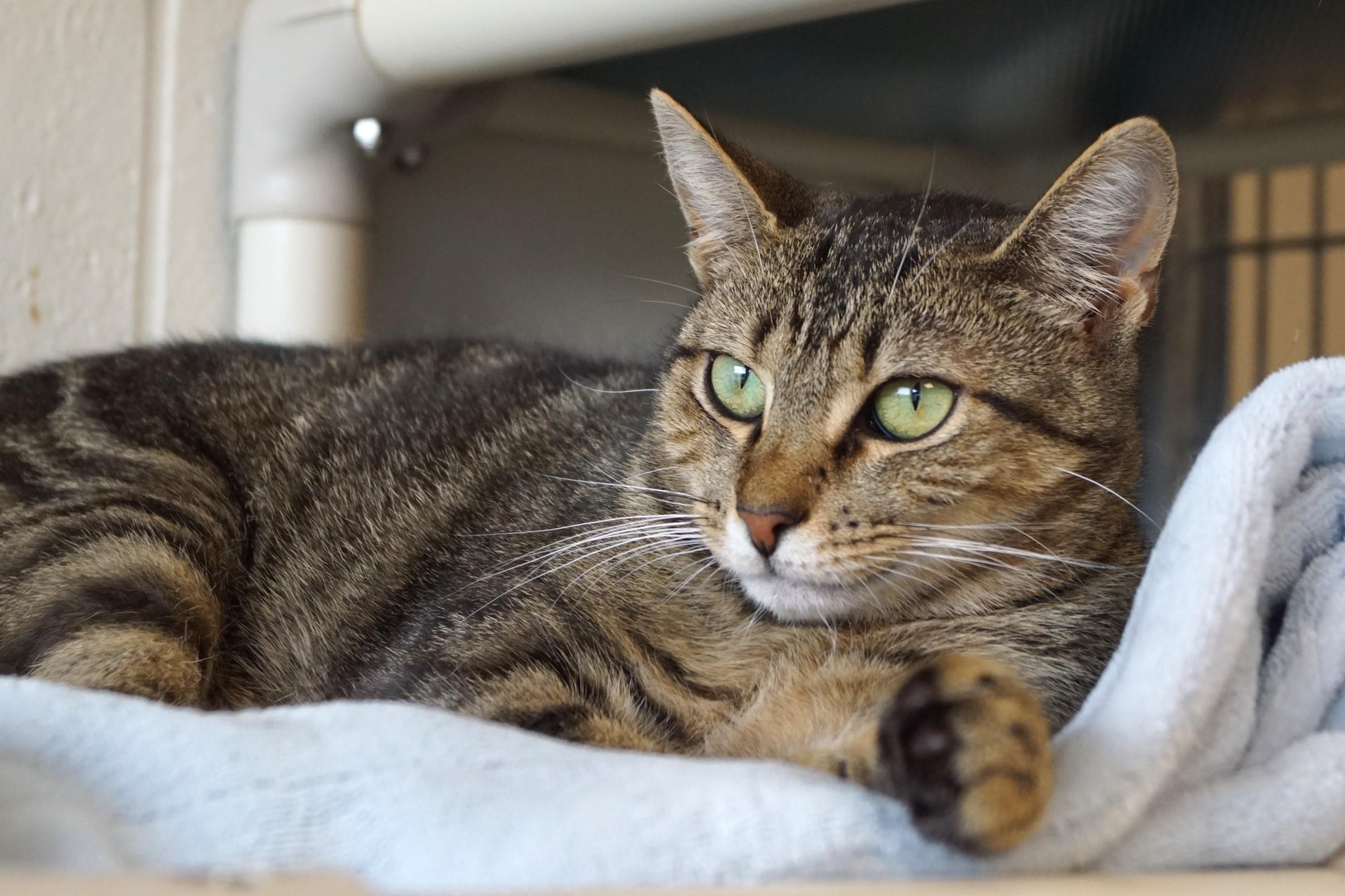 Enoki-Loves Cats!, Adoptable, Adult Female Tabby.
