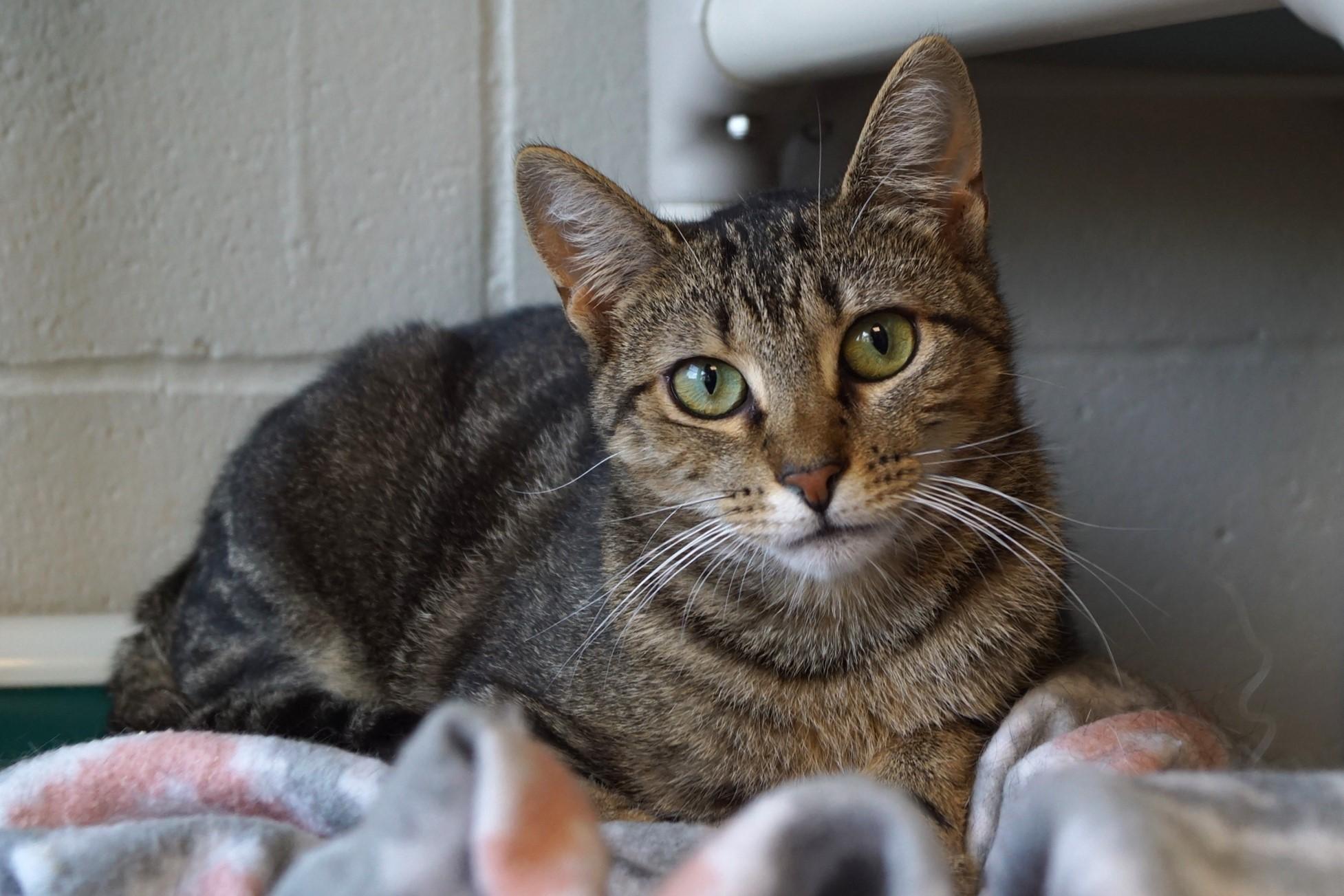 Enlarge Enoki-Loves Cats!, a Adoptable Tabby in New Milford, CT image 4/6