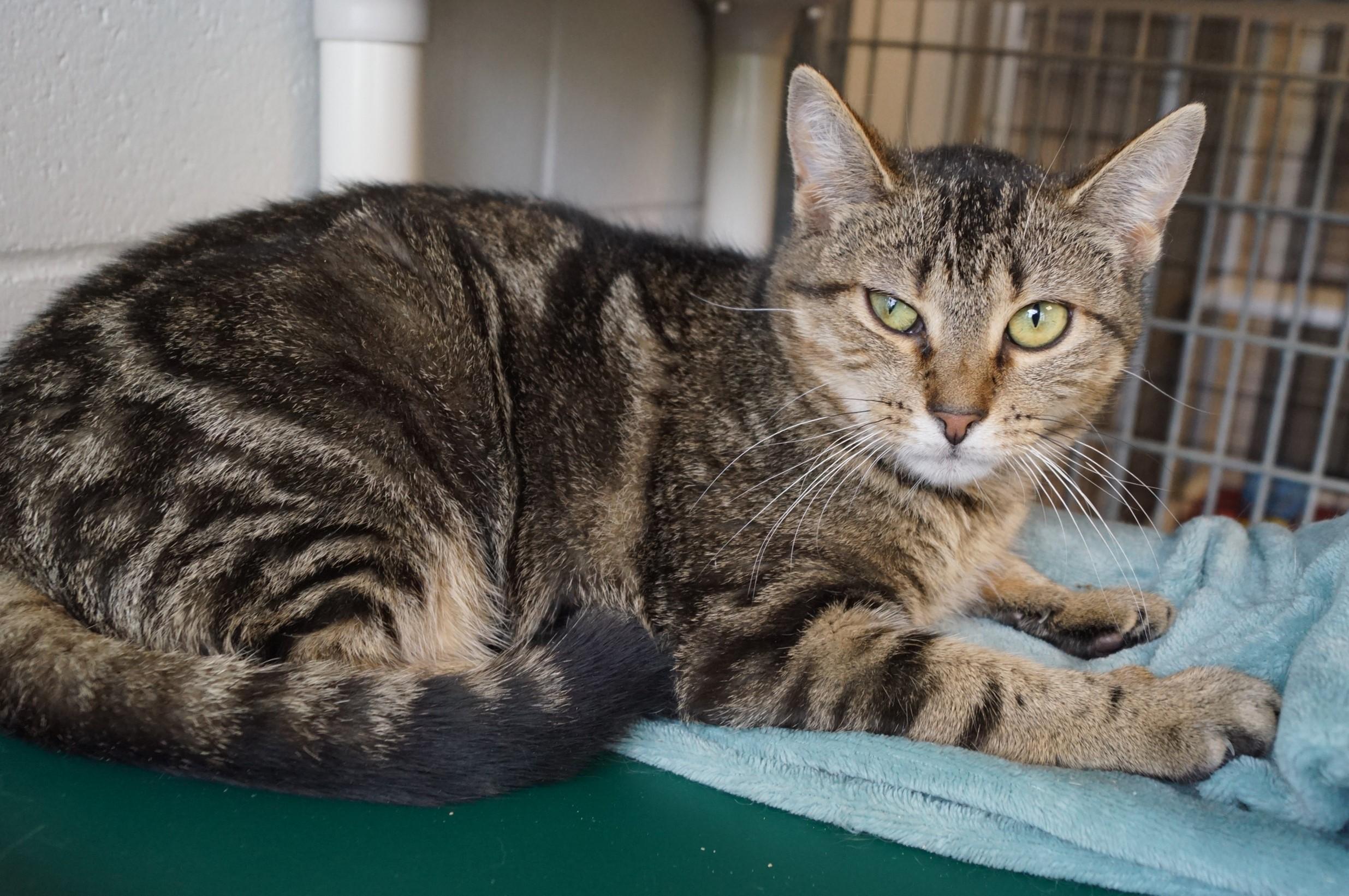 Enoki-Loves Cats! photo 5