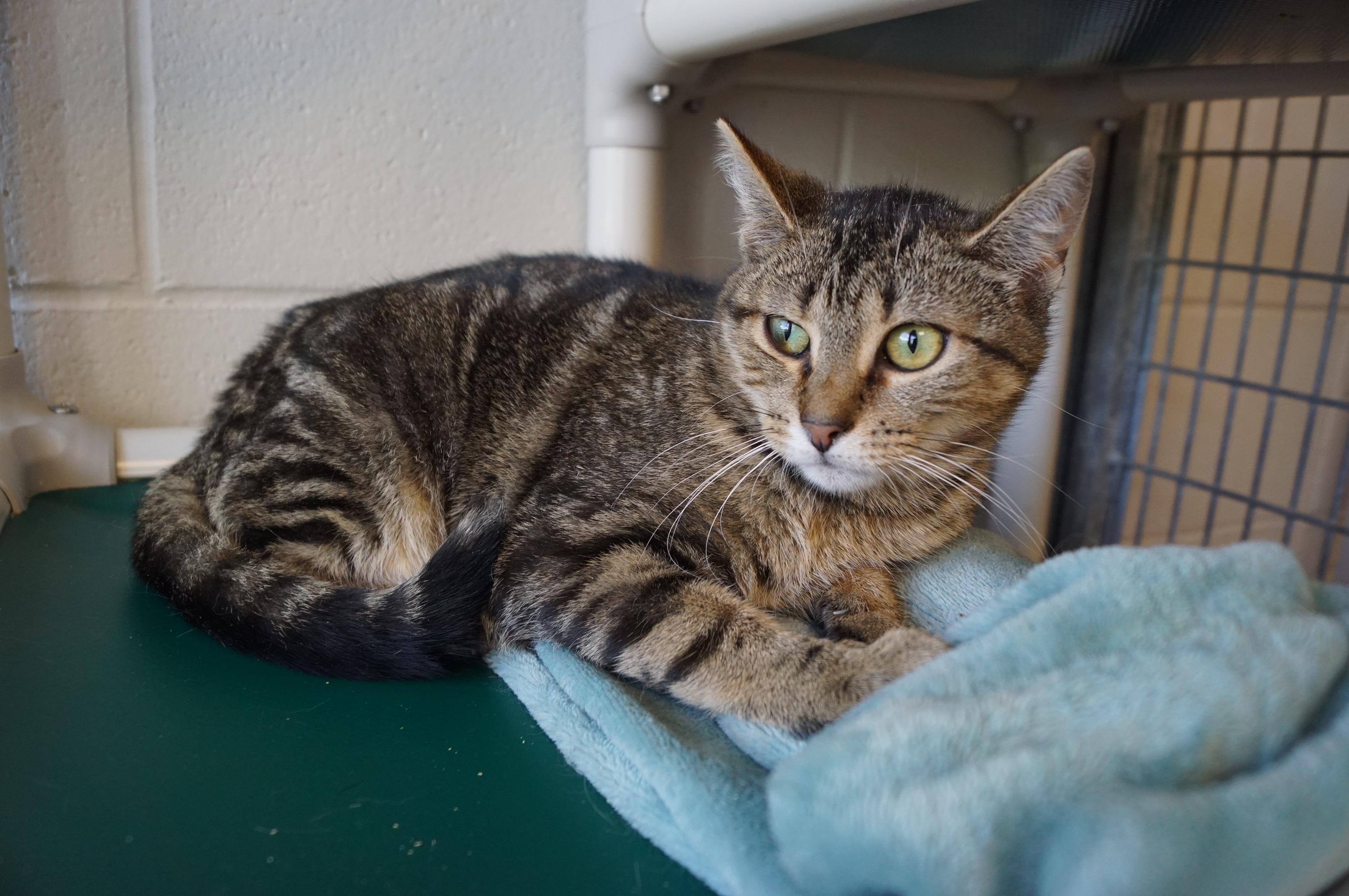 Enoki-Loves Cats! photo 6