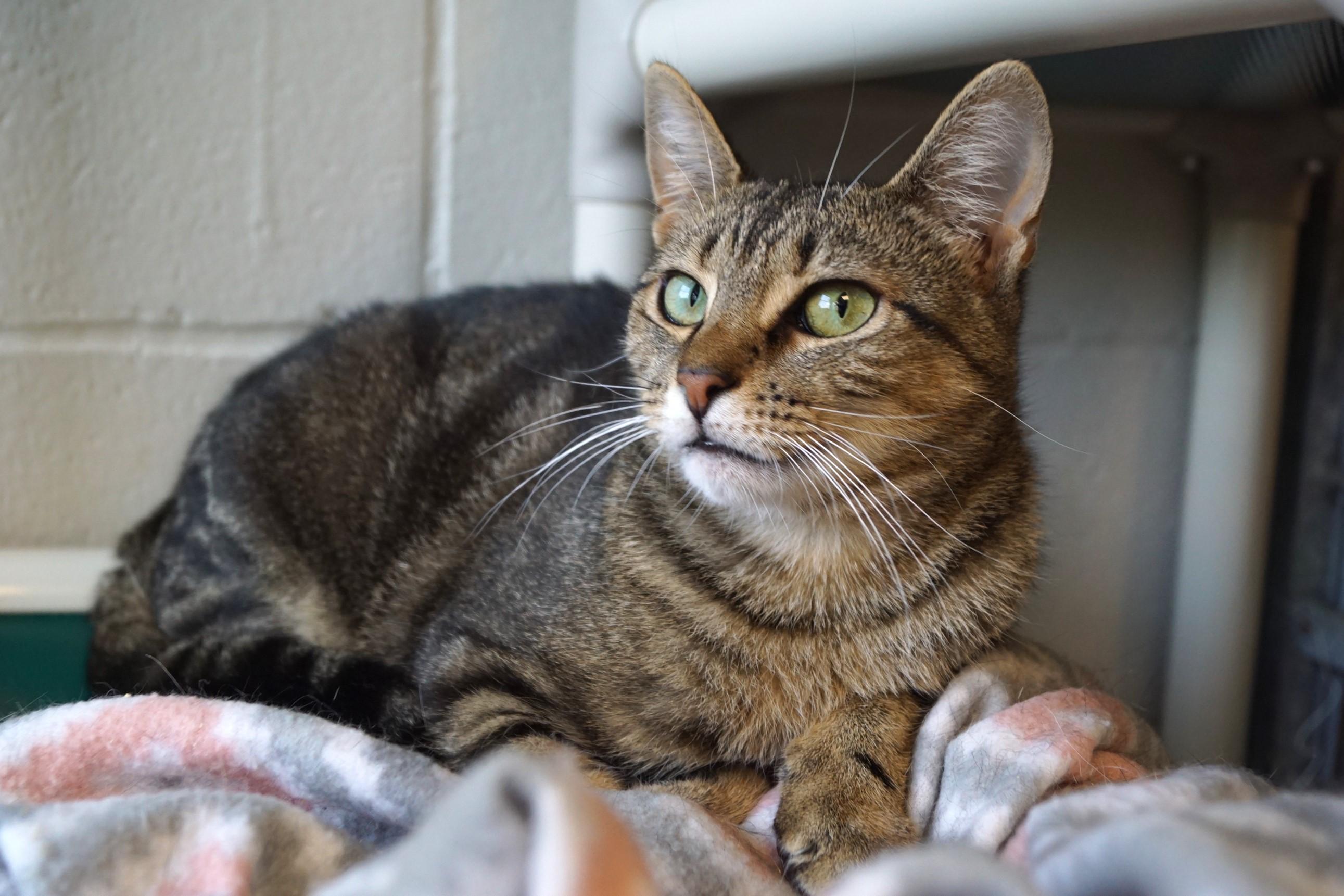 Enlarge Enoki-Loves Cats!, a Adoptable Tabby in New Milford, CT image 6/6