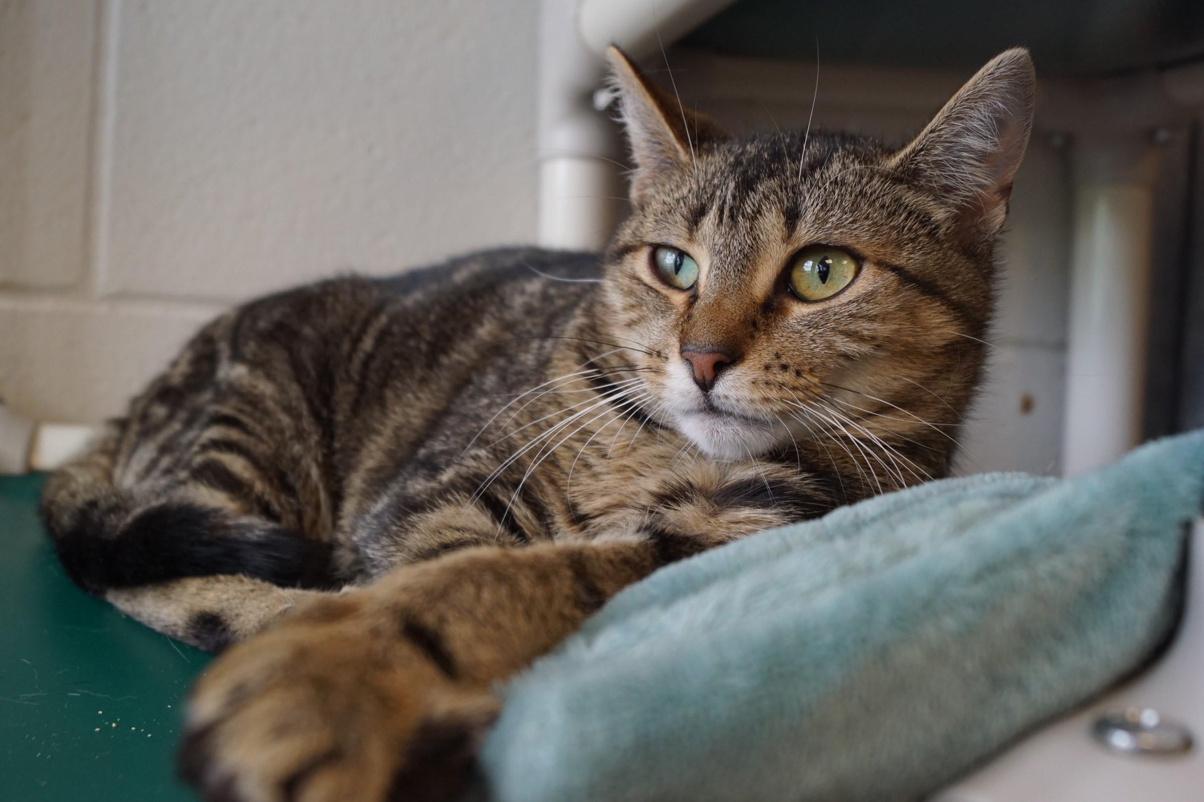 Enoki-Loves Cats!, Adult Female unknown