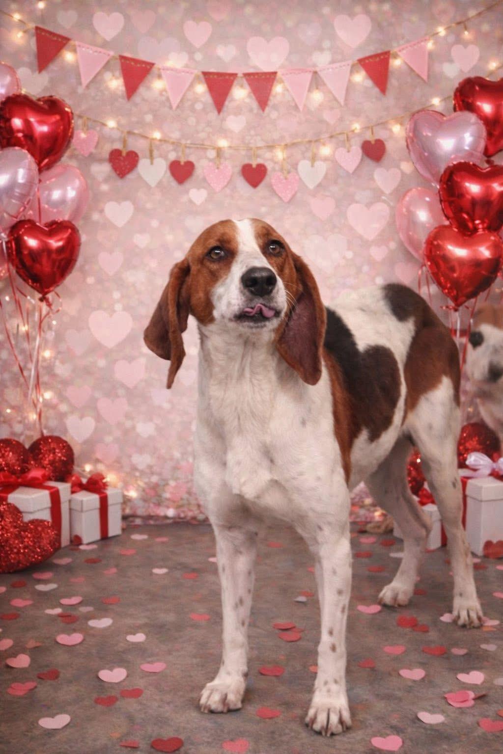 Rita, adopted, Adult Female Foxhound.