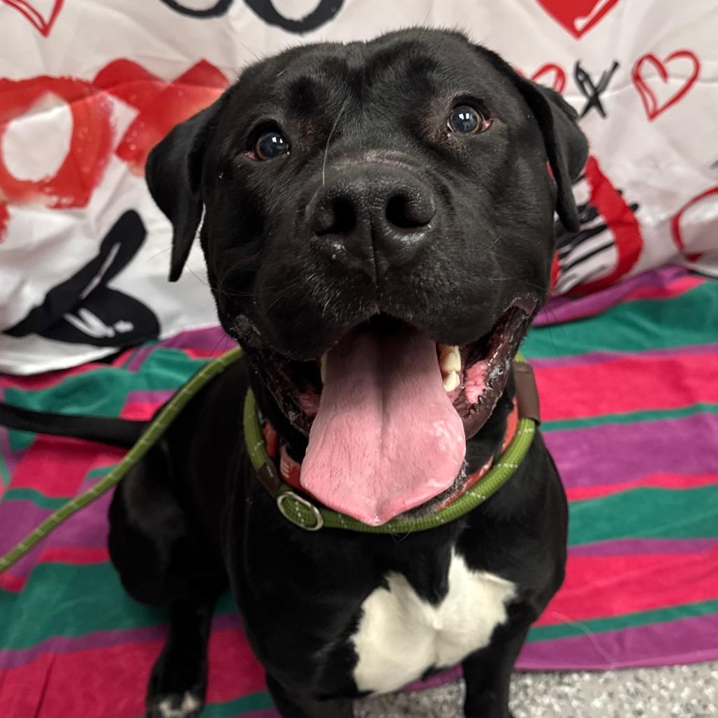 Brimm, Adoptable, Adult Male Pit Bull Terrier & Labrador Retriever.