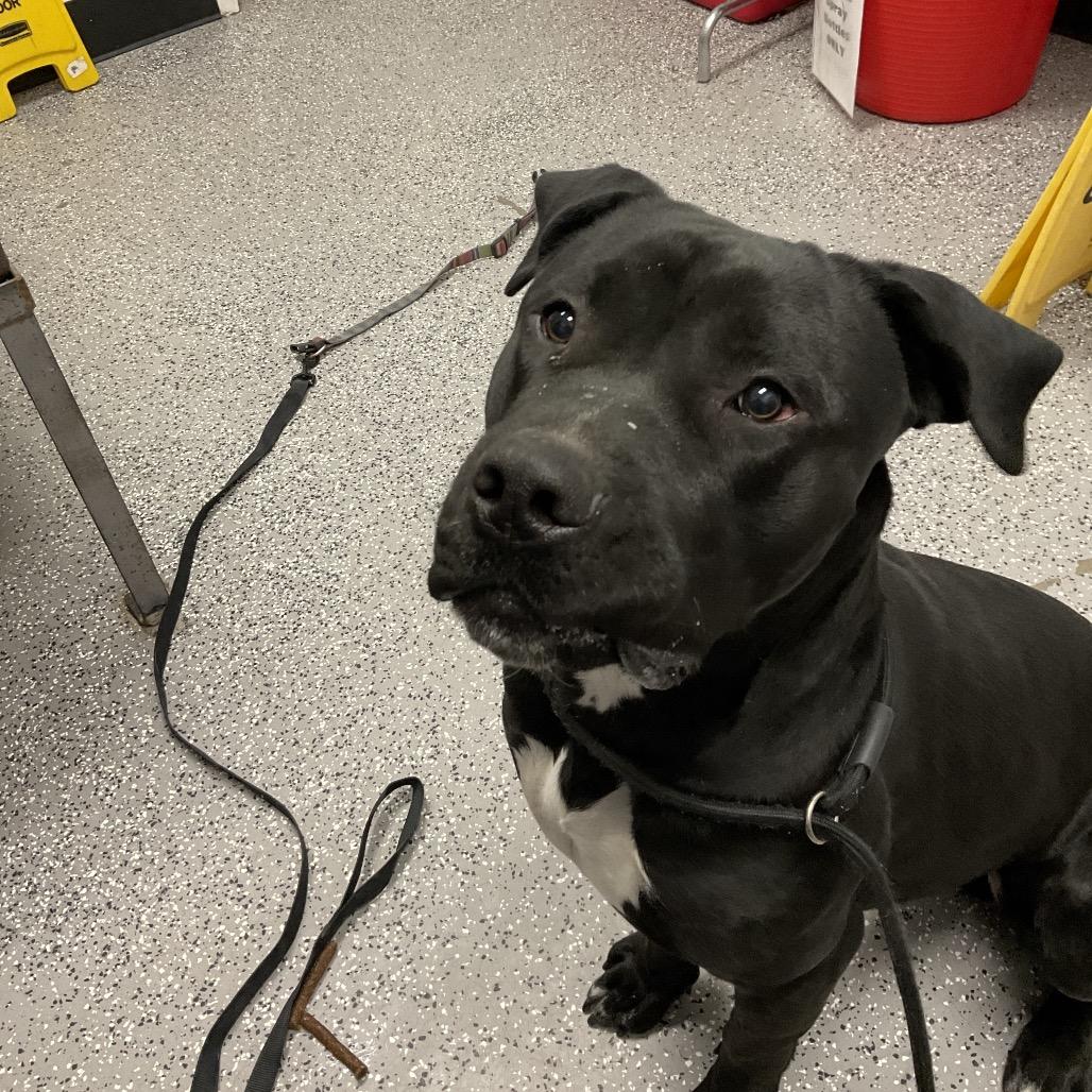 Enlarge Brimm, a Adoptable mixed breed in Henderson, NV image 2/3