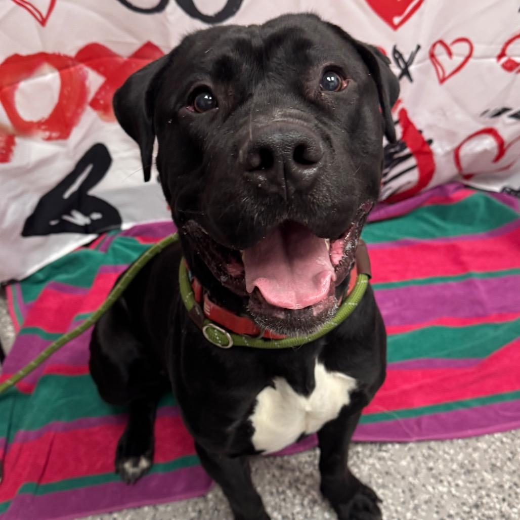 Enlarge Brimm, a Adoptable mixed breed in Henderson, NV image 3/3