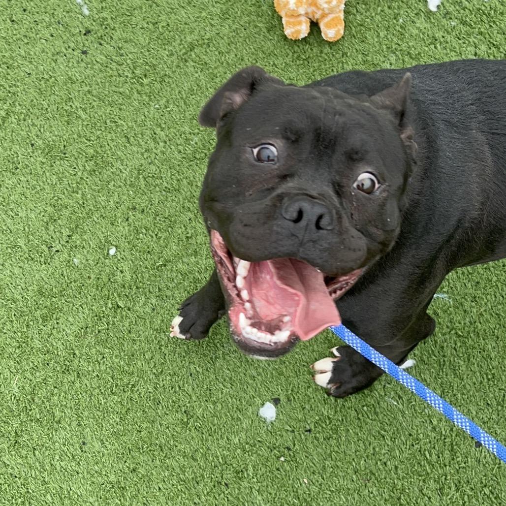 Chucky — thumbnail 2